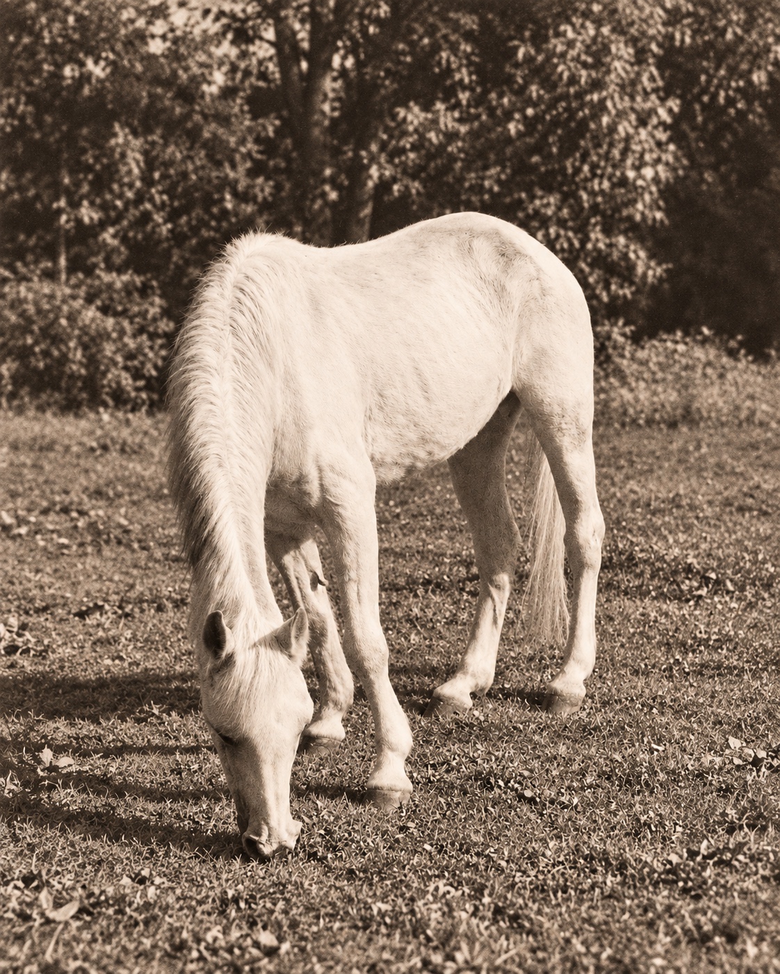 Das Pferd Carmen beim Grasen