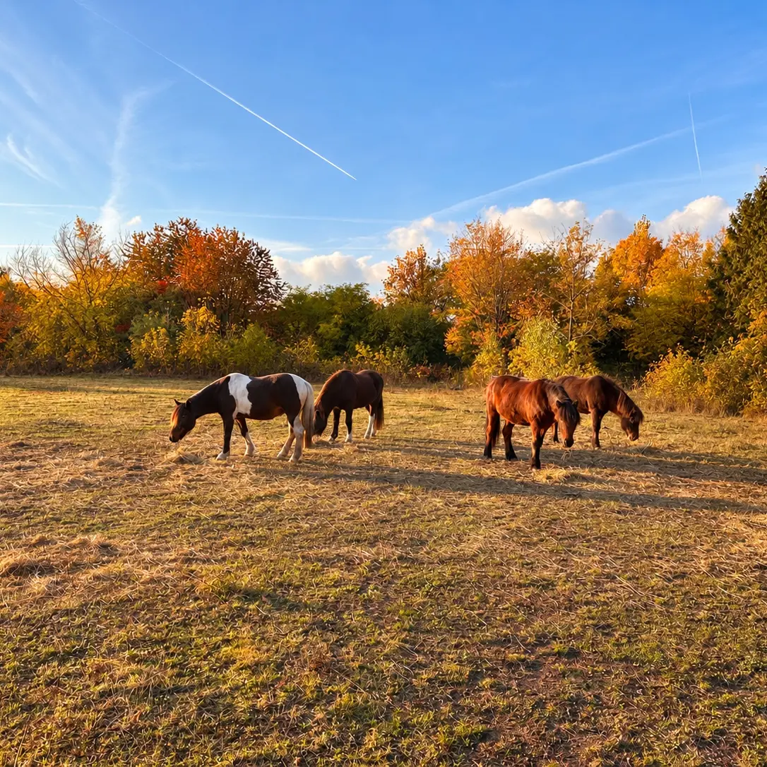 Kleine Pferdeherde auf einer herbstlichen Weide